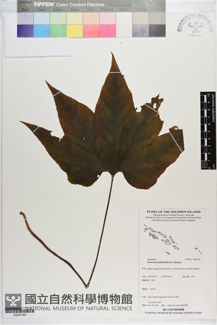 蒟蒻薯藏品圖，第1張