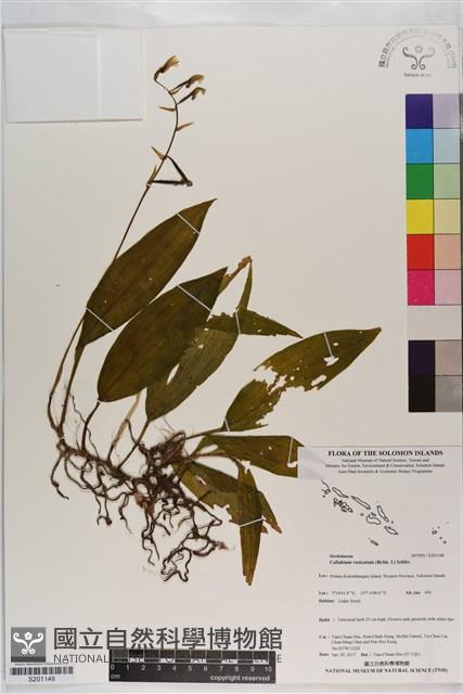 登錄號:S201148藏品圖，第1張