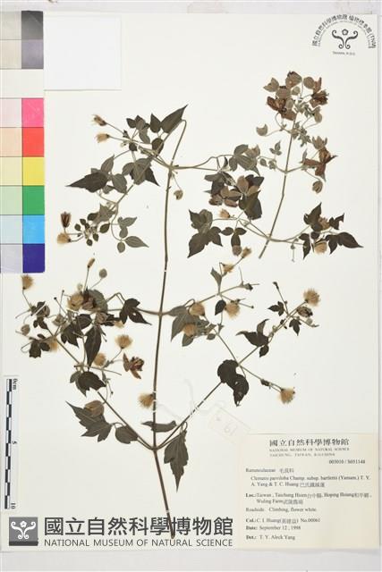 巴氏鐵線蓮藏品圖，第2張