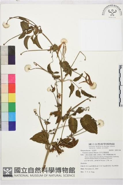 田代氏鐵線蓮藏品圖，第1張