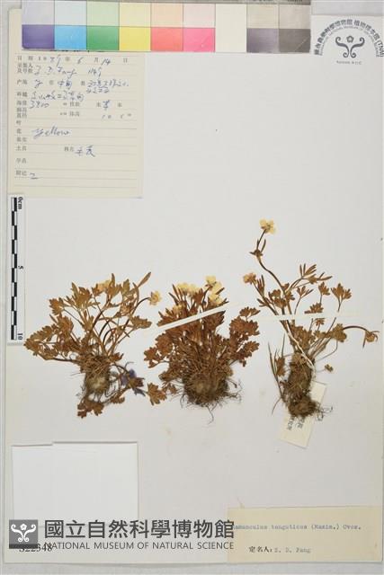 高原毛茛藏品圖，第1張