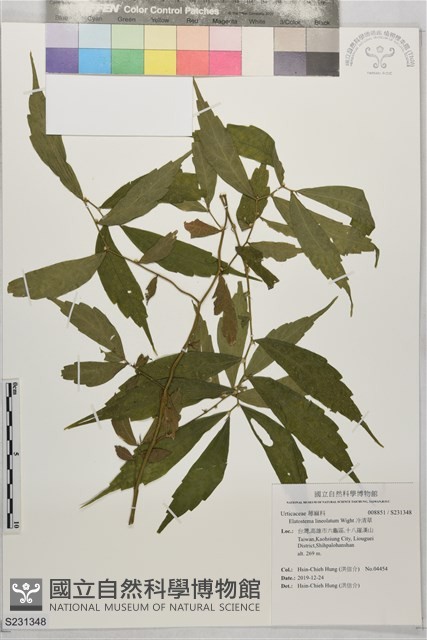 冷清草藏品圖，第1張