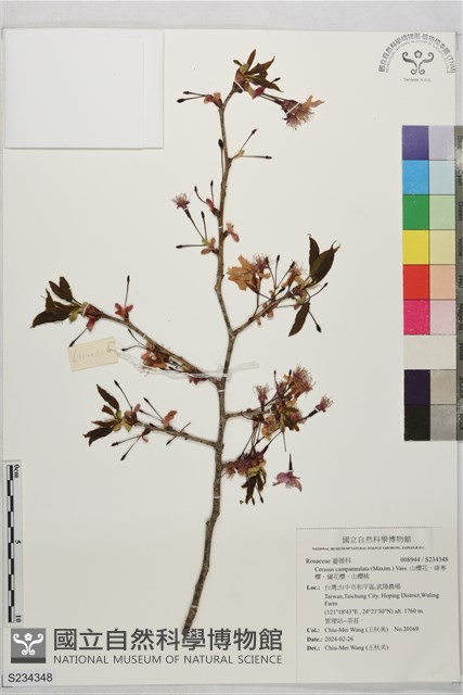 山櫻花、緋寒櫻、鐘花櫻、山櫻桃藏品圖，第1張