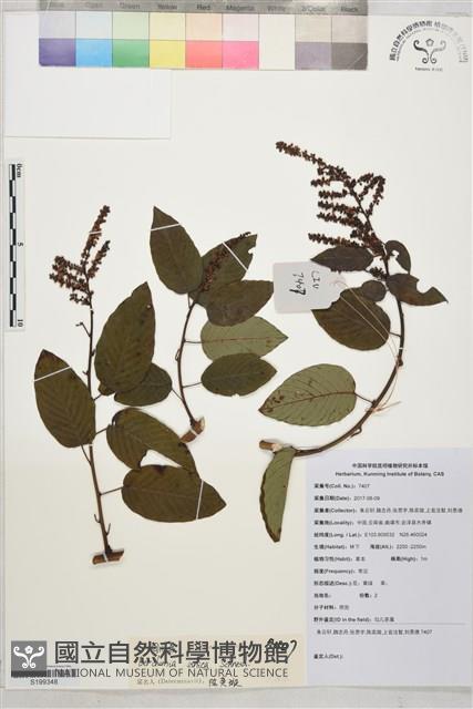 勾兒茶藏品圖，第1張