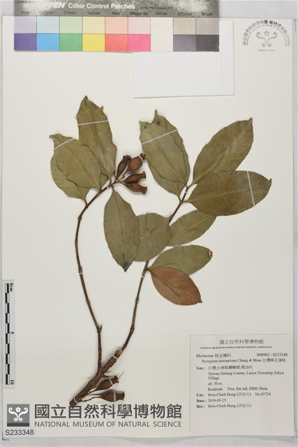 台灣棒花蒲桃藏品圖，第1張