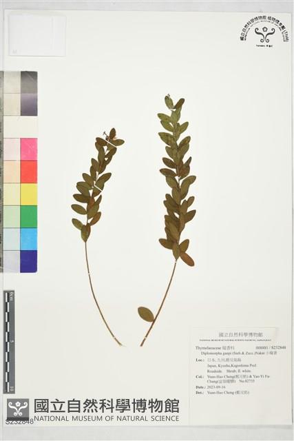 小瑞香藏品圖，第1張