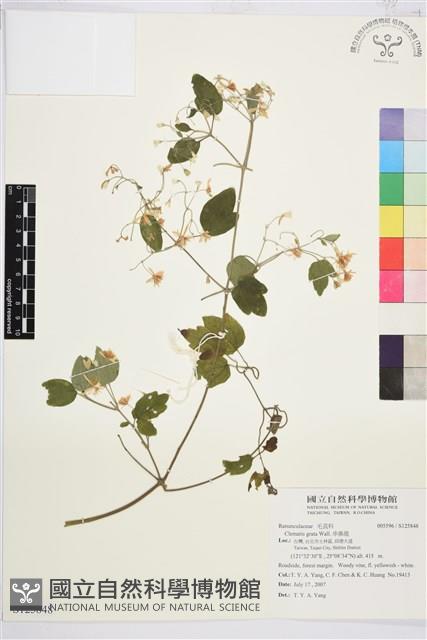 串鼻龍藏品圖，第1張