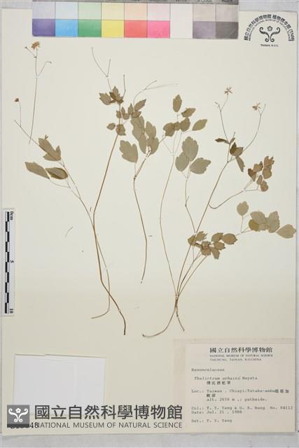 傅氏唐松草藏品圖，第1張