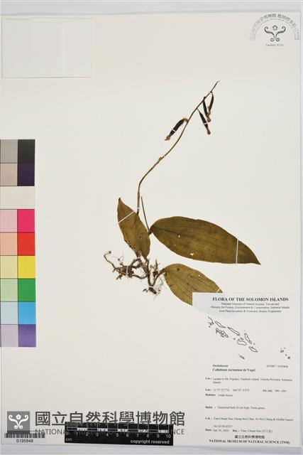 Accession Number:S195848 Collection Image