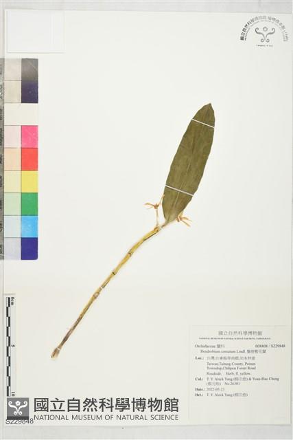 鬚唇暫花蘭藏品圖，第1張