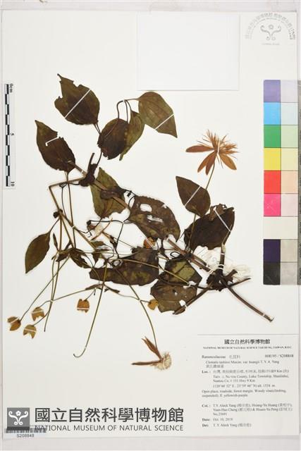 黃氏鐵線蓮藏品圖，第1張