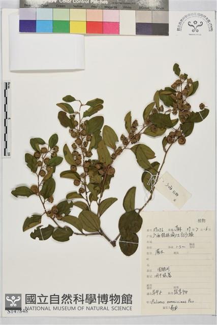 馬甲子藏品圖，第1張