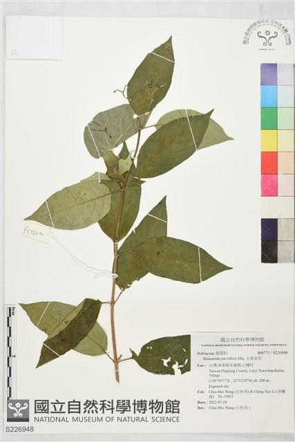 玉葉金花藏品圖，第1張