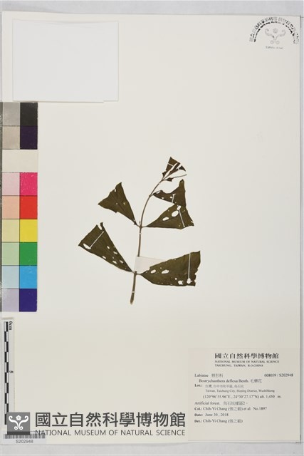 毛藥花藏品圖，第1張
