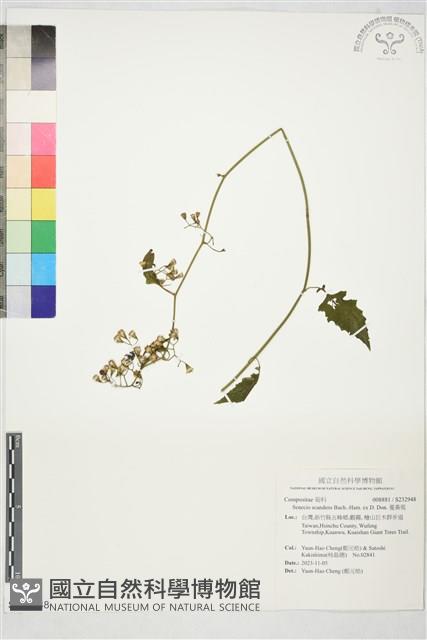 蔓黃菀藏品圖，第1張