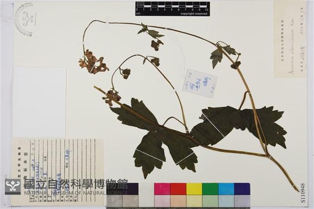 兩色烏頭藏品圖，第1張