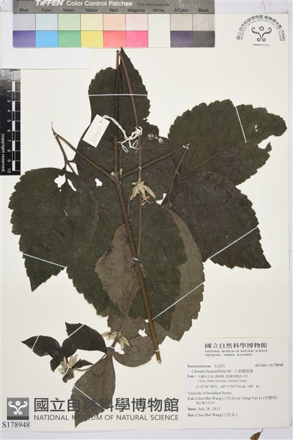 大葉鐵線蓮藏品圖，第1張
