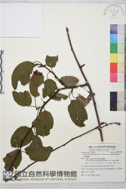 大黃鱔藤藏品圖，第1張