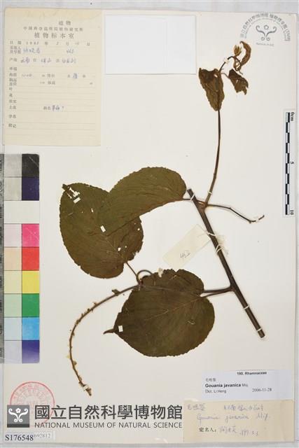 毛咀簽藏品圖，第1張