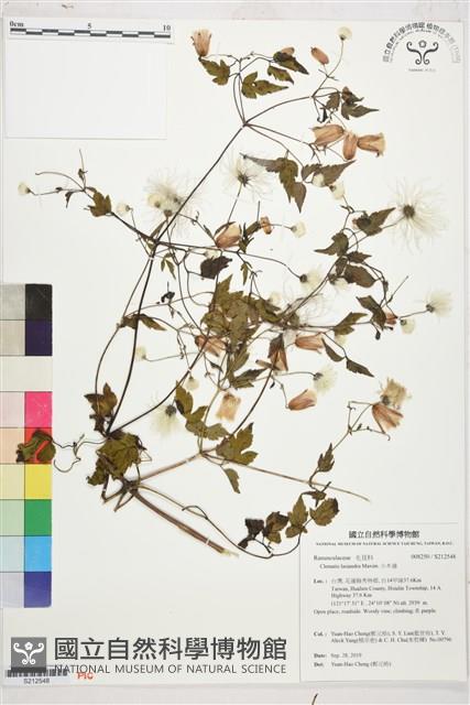 小木通藏品圖，第1張