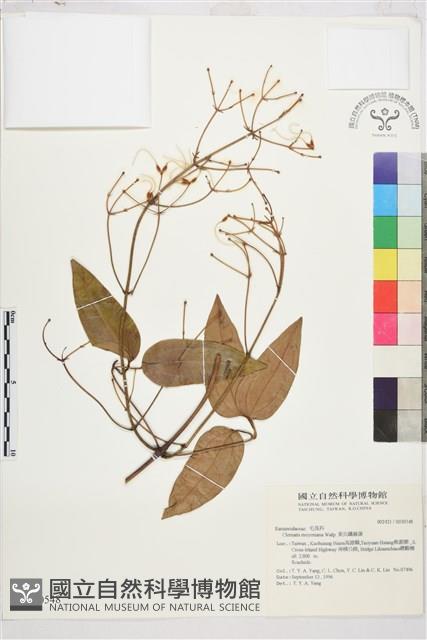 麥氏鐵線蓮藏品圖，第2張