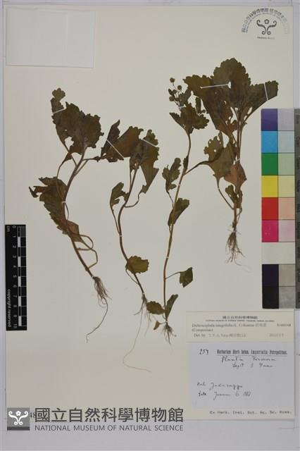 茯苓菜藏品圖，第1張