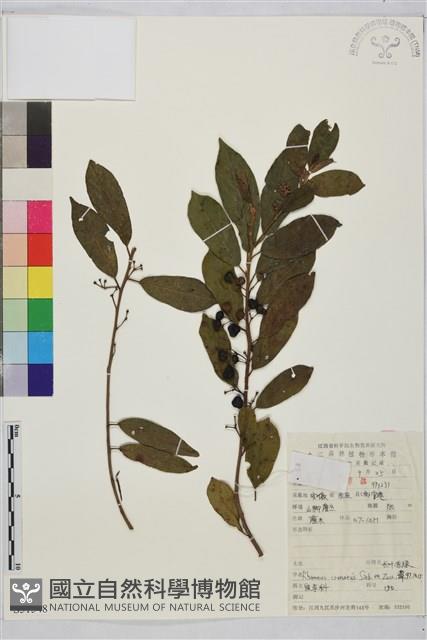 鈍齒鼠李藏品圖，第2張