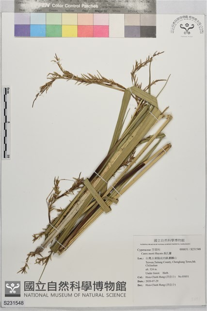 森氏薹藏品圖，第1張