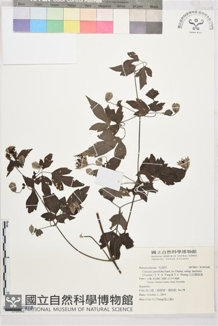 巴氏鐵線蓮藏品圖，第1張