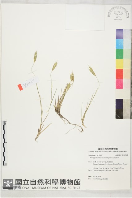 川上短柄草藏品圖，第1張