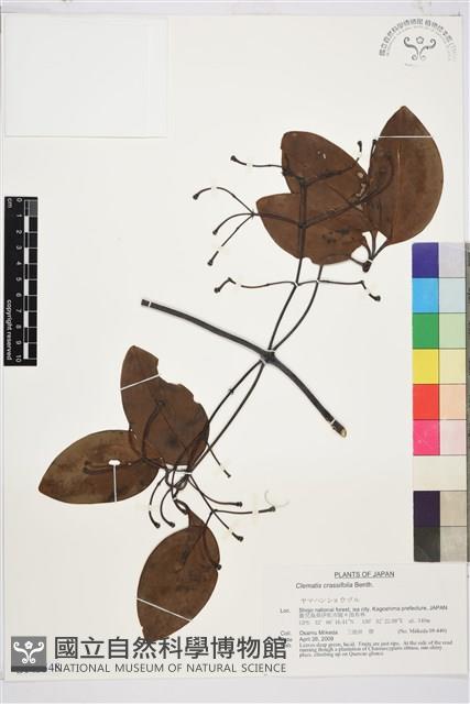 厚葉鐵線蓮藏品圖，第1張