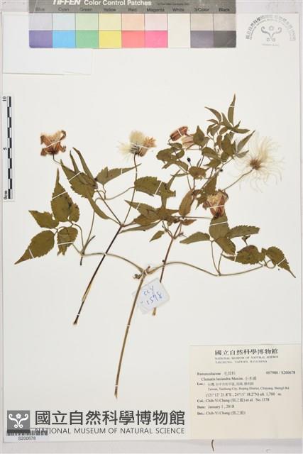 小木通藏品圖，第1張