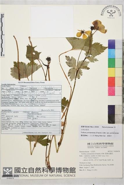 雲南金蓮花藏品圖，第1張