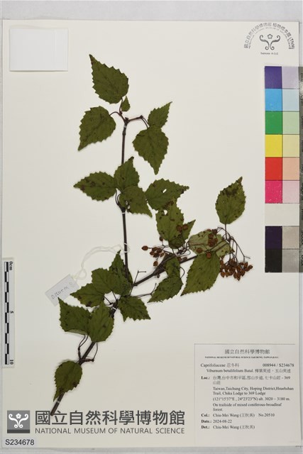 樺葉莢迷、玉山莢迷藏品圖，第1張