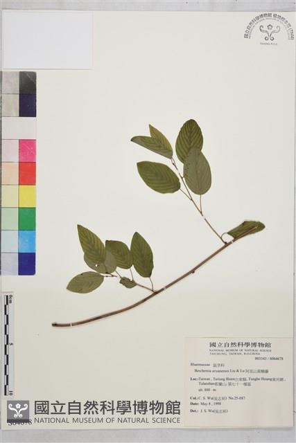 阿里山黃鱔藤藏品圖，第1張