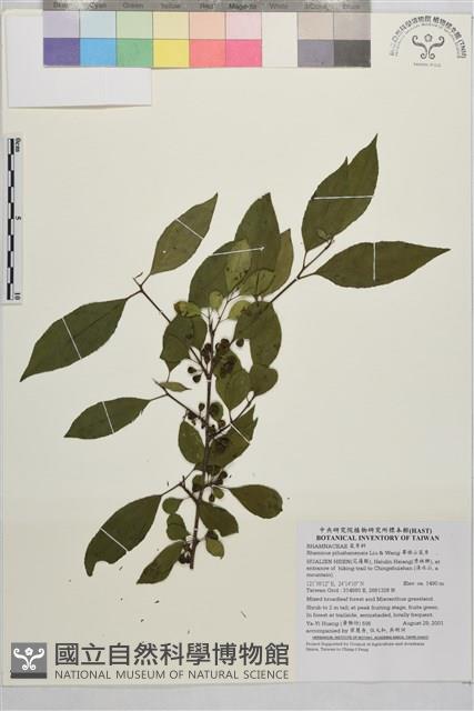 畢祿山鼠李藏品圖，第1張