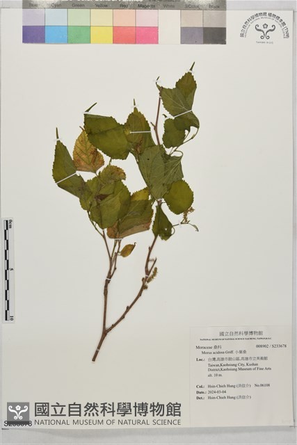 小葉桑藏品圖，第1張
