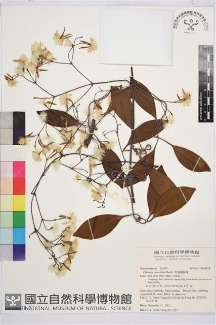 厚葉鐵線蓮藏品圖，第1張