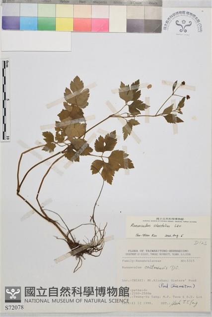 鉤柱毛茛藏品圖，第1張