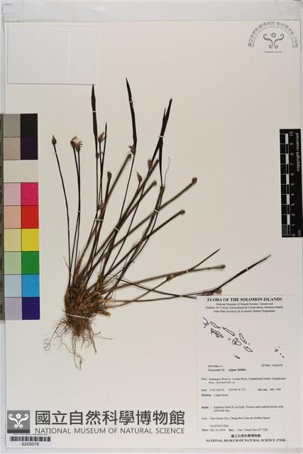 登錄號:S200078藏品圖，第1張