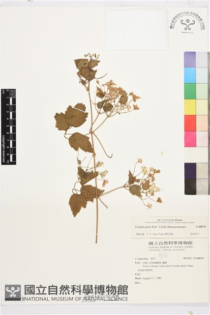 串鼻龍藏品圖，第1張
