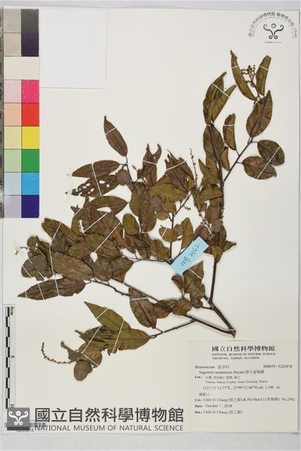 巒大雀梅藤藏品圖，第1張