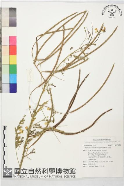 田菁藏品圖，第1張