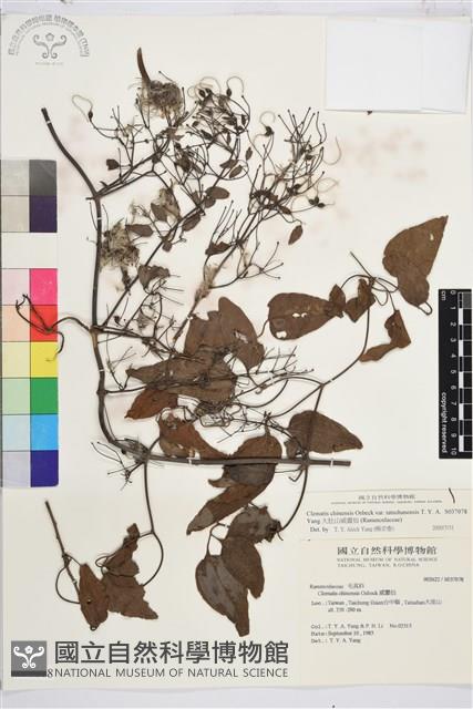 大肚山威靈仙藏品圖，第2張