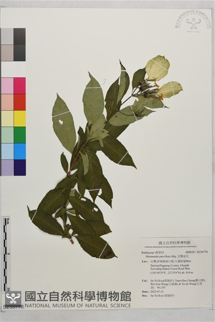 玉葉金花藏品圖，第1張