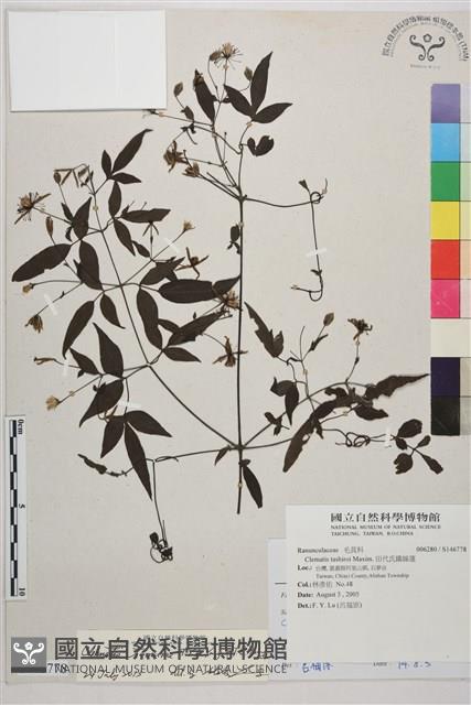 田村氏鐵線蓮藏品圖，第1張