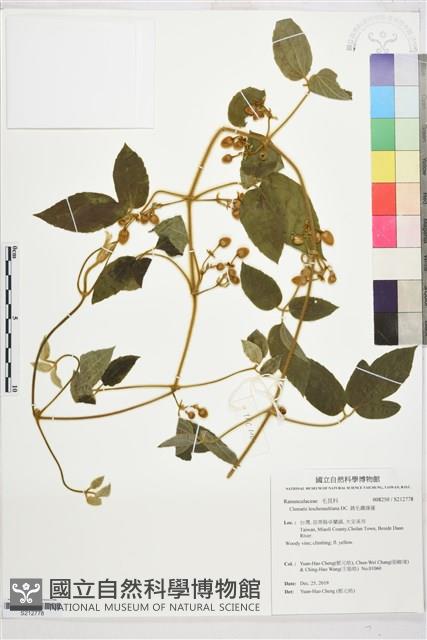 銹毛鐵線蓮藏品圖，第1張