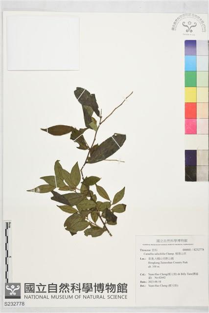 柳葉山茶藏品圖，第1張