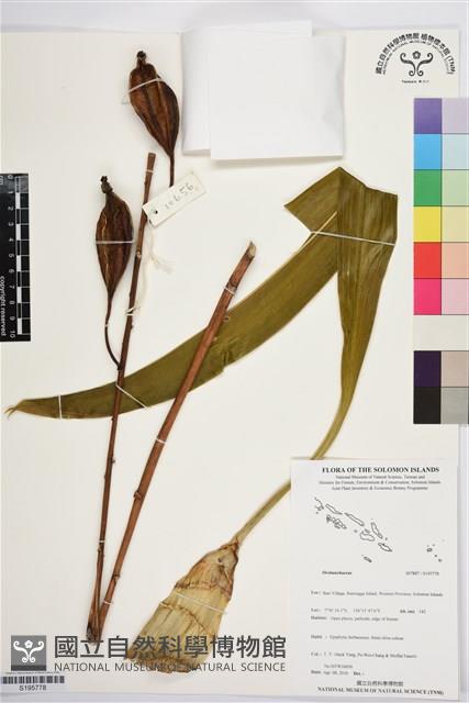 登錄號:S195778藏品圖，第1張