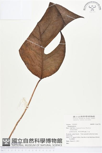 登錄號:S164778藏品圖，第1張